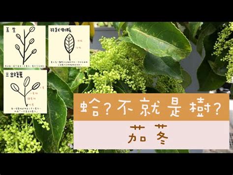 茄苳樹是陰樹嗎|茄苳(重陽木)